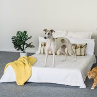 bed with dog on top and a cat standing on garage carpet
