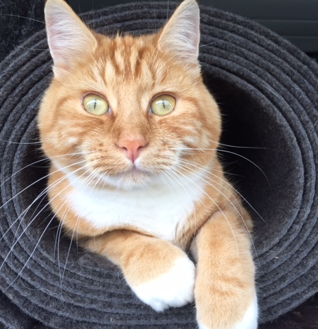 cat sitting insde charcoal garage carpet roll