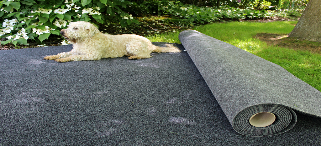 dog on garage carpet