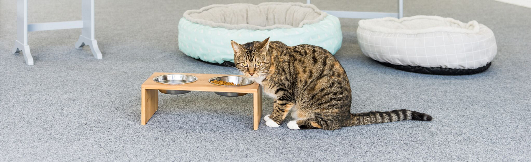 Cat eating its food on top of garage carpet
